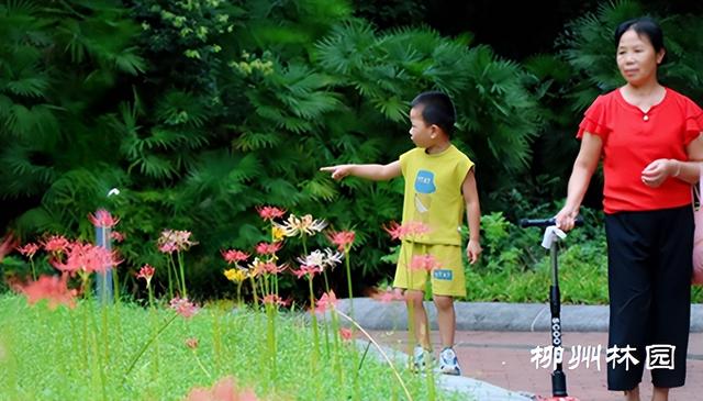 柳州市雀儿山公园林下“烟花”点亮夏末秋初