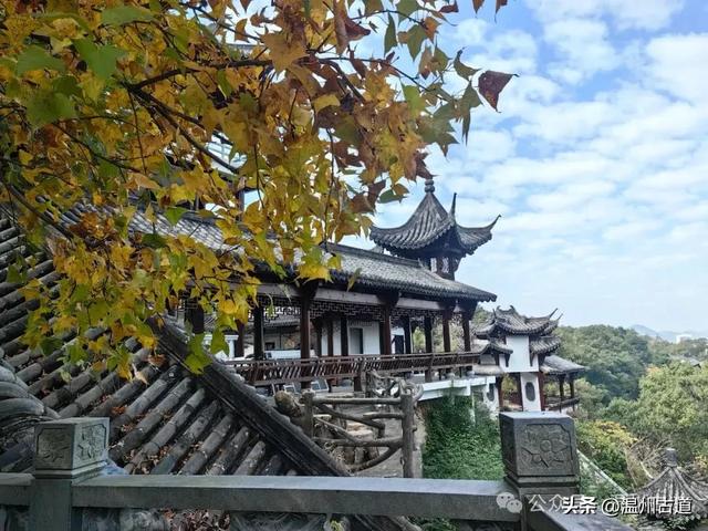 一树金黄，满城风雅！温州这棵著名的古寺银杏再不去就要落叶了