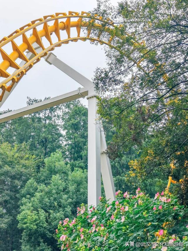 花色一日三变！武汉秋日木芙蓉花海上线
