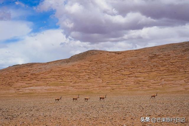西藏有个县，名气不大，却有媲美马尔代夫的风景和罕见的野生动物