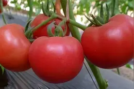 老人每天都吃一个西红柿，坚持2个月后，身体会出现哪些变化？图片