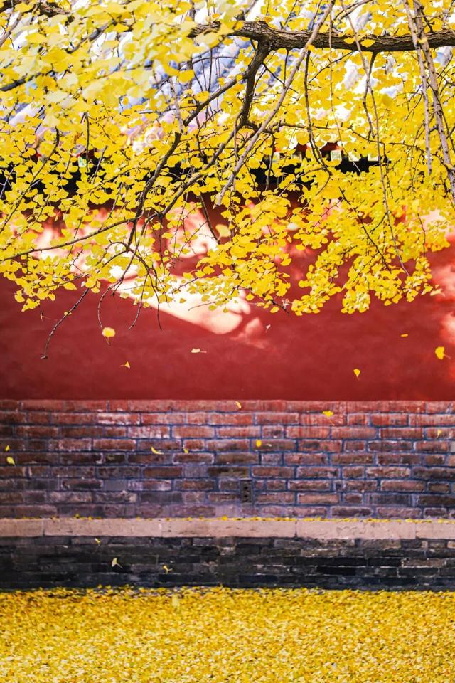 董宇辉向世界推荐，“请花几天时间去山东”！