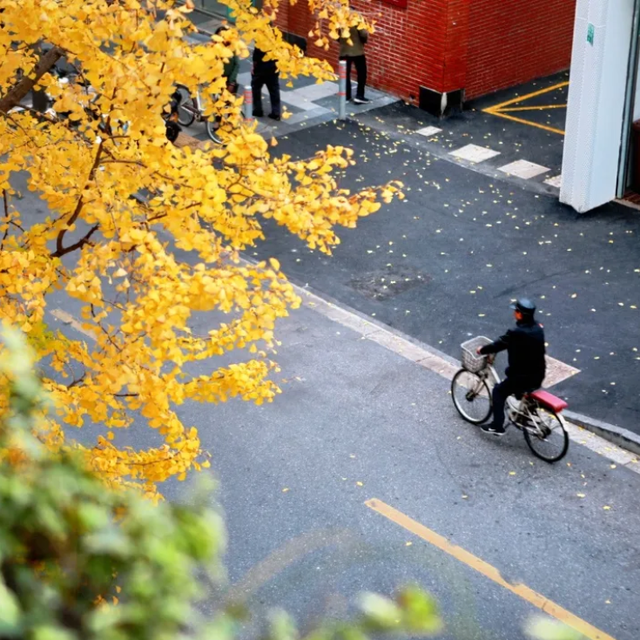 出片率100%！上海人都在找这个“限定露台”！这条“银杏大道”好拍又好吃！