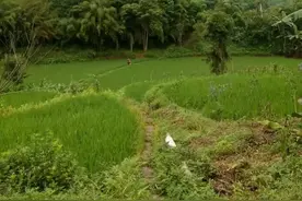 民间故事:老太太农田挖猪草遇天色骤变，却见到了百年难遇的奇事图片