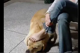 女主人把脚放在狗头上，它已经放弃抵抗了！狗：虽然臭，但挺舒服图片