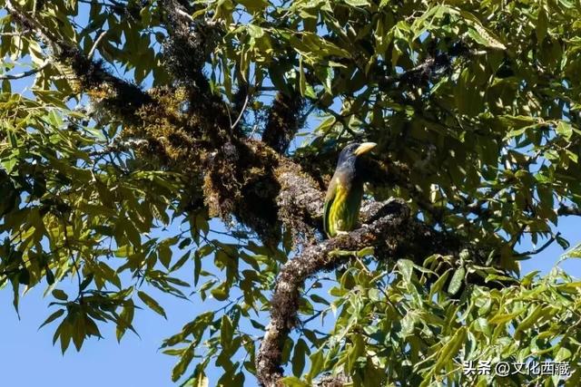 连续5年！西藏墨脱再获“中国最美县域”！凭啥？