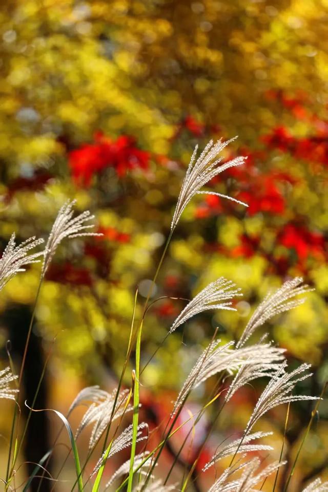 什么？日照这里有一群“小精灵”？！