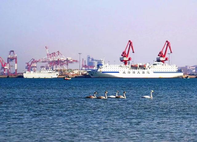 冬游威海 | “鹅”在这儿呢！