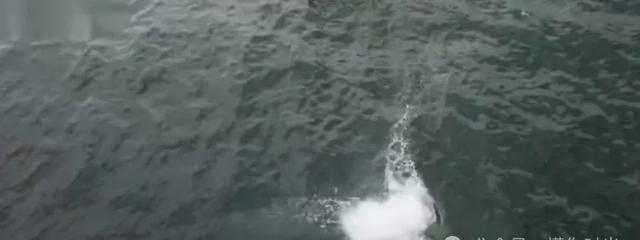 知名男星，突然手滑坠海！