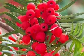 红豆杉又称紫杉，是国家一级珍稀保护树种图片