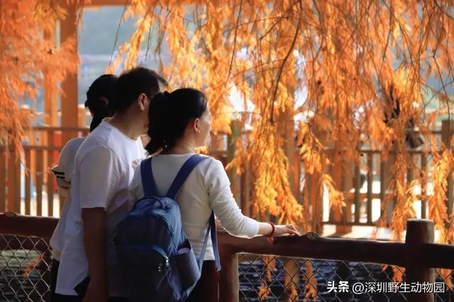 落羽杉红了,天鹅宝宝也出窝啦!