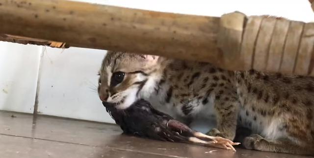 河南洛阳出现“石虎”，躲在草丛中被无人机拍到，眼神非常警惕