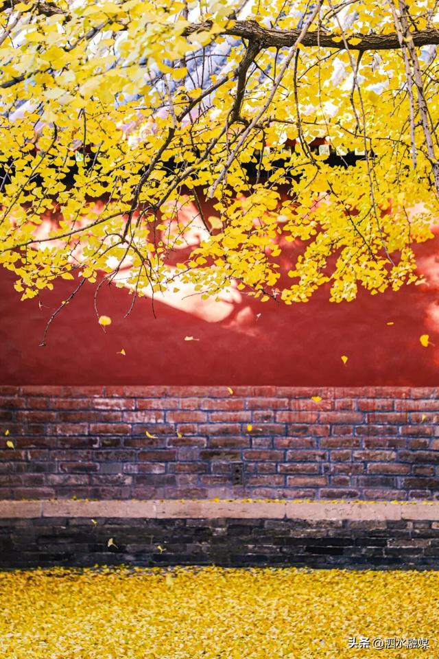 咔嚓🤳！抓住济宁秋天的“小尾巴”~