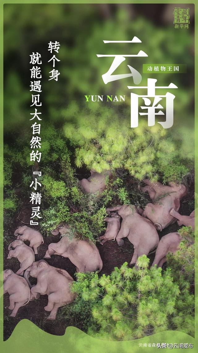 云南向“全球南方”发出一封邀请函
