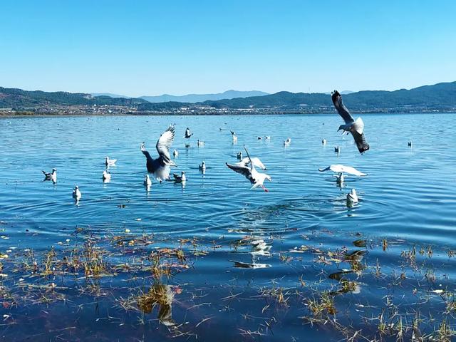 海鸥来了!丽江拉市海藏着冬天最治愈的邂逅