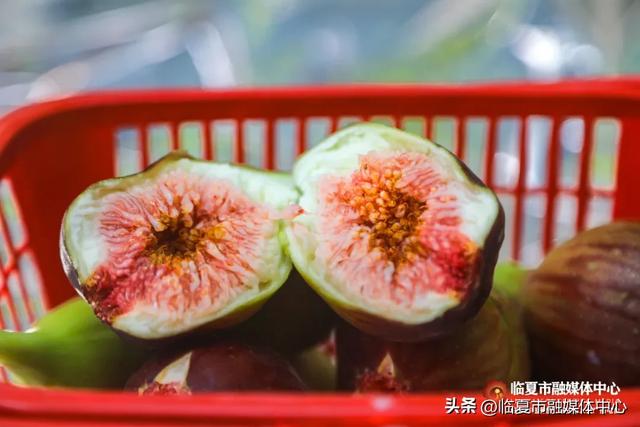 秋天的第一口甜,何必远方?临夏市大庄村的“养颜果”甜到心坎里~