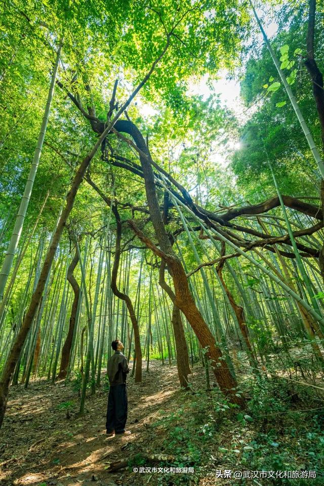 山顶看海，武汉这个机位绝了！