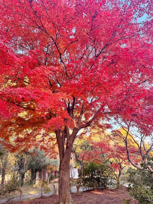 我广州人，刚从武汉回来，实在忍不住想说：对江城的5点印象