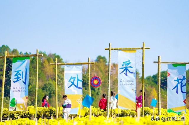 硒土菊黄，明月山的金色情书