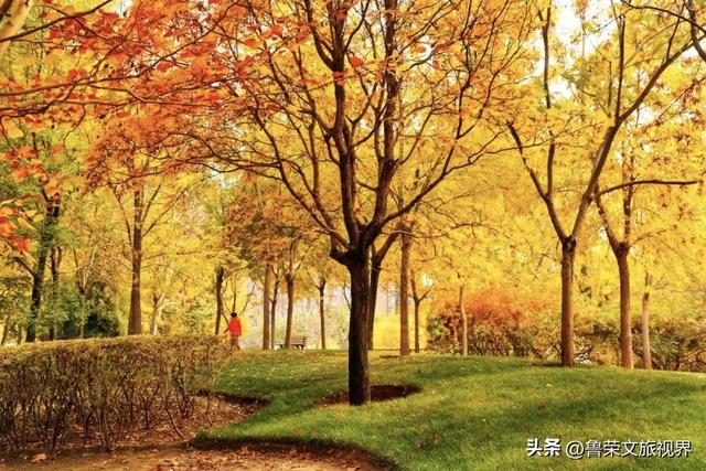 镇江的秋日才是真绝色，三山染彩、古街流韵，连空气都带醋香