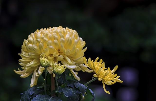 十二星座所代表的花，与花语，分别是什么？