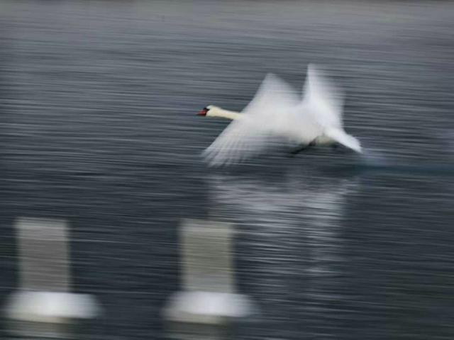 伊宁天鹅泉湿地公园：冬日里的生态诗画