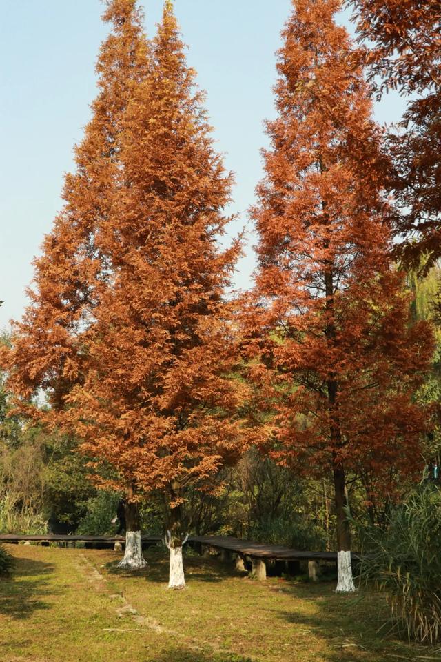郫都水杉红了!抱着手机猛拍,被这限定美景狠狠惊艳