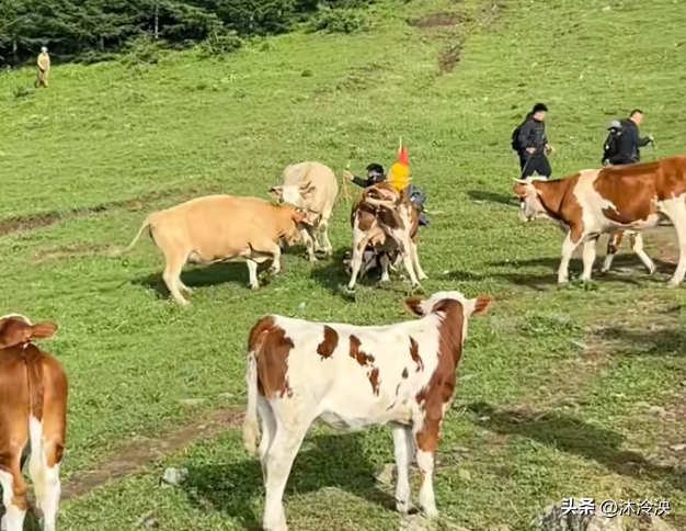 游客徒步遭牛群踩踏后续：景区回应，真相曝光后，网友直呼太活该