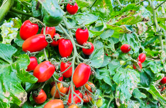 冬游徐水|好吃好看好游好玩等你来！