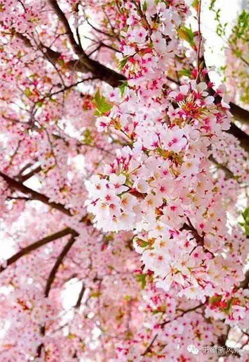 醉是春花烂漫时