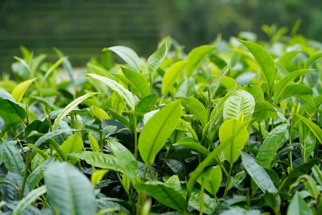 茶香伴夏 研学正酣 思茅区暑期茶旅融合激活产业新动能