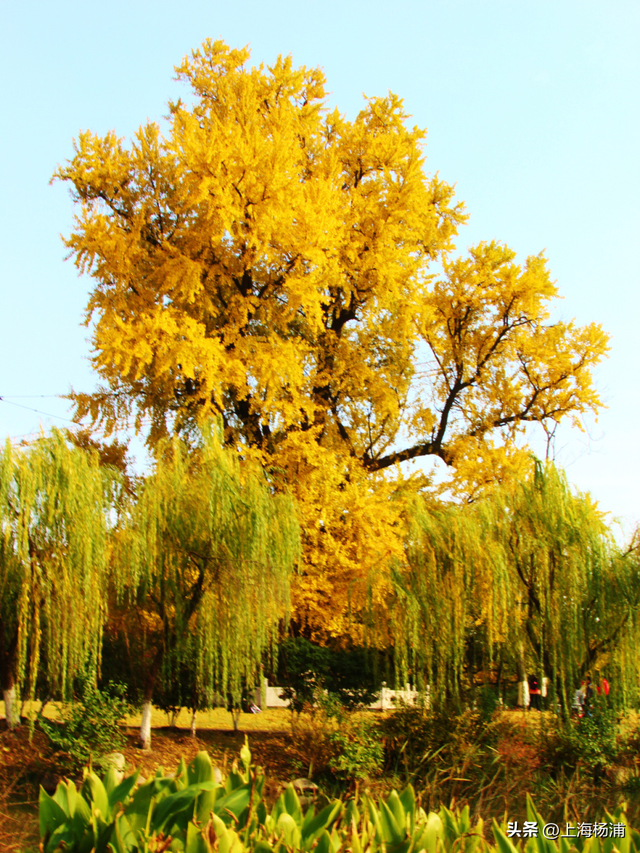 杨浦“赏秋地图”来啦！拿好→出发！