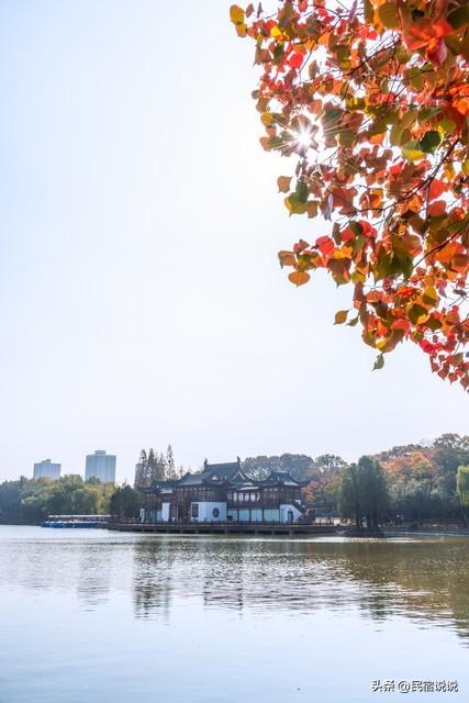 南京此地的秋意拉满了，不是栖霞山！