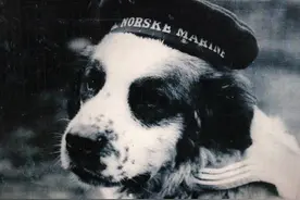 历史上最知名的英雄犬5（Bamse）图片