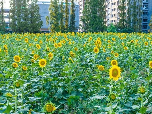 红高粱、向日葵，江心洲打卡正当时