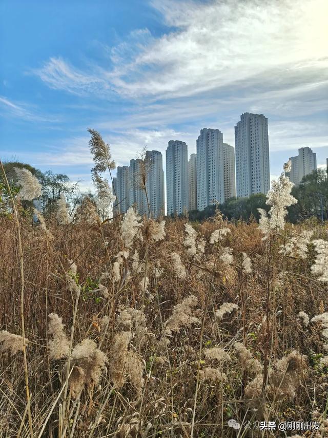 大连西山水库发现一大片芦苇,快来拍照呀