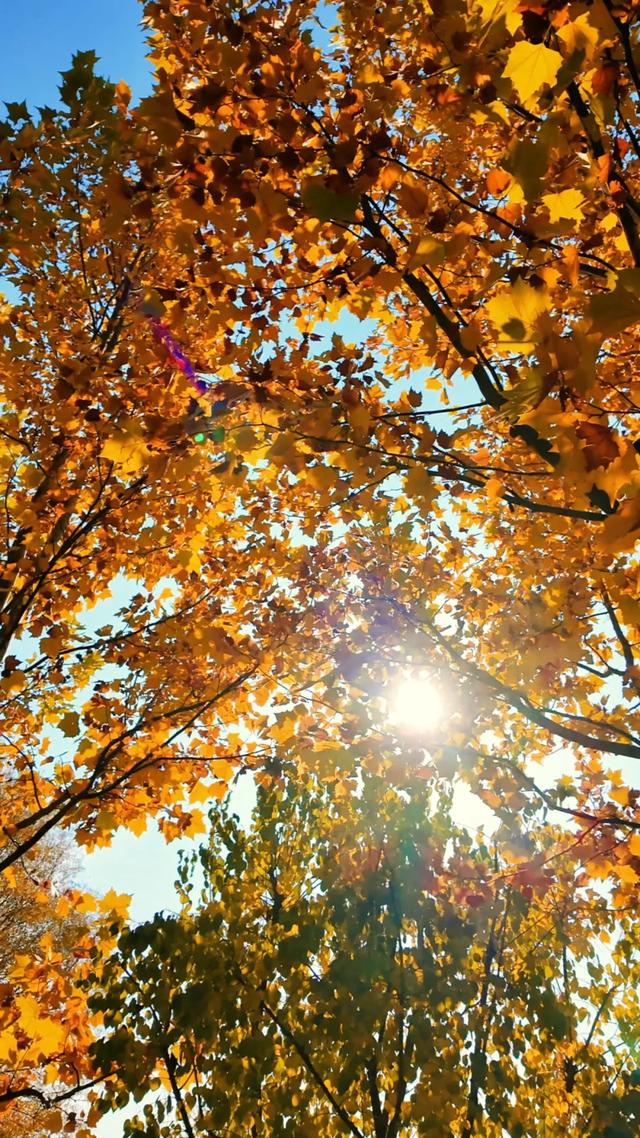 18公里步道免费开放！西五环边的这个公园迎来最佳观赏期——