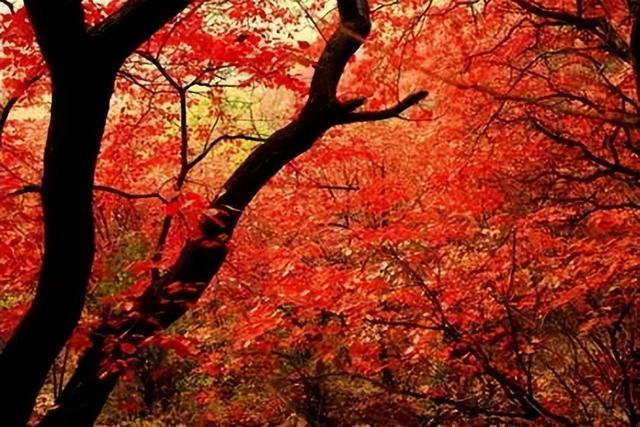 金秋九月，礼献师恩！山亭各景区教师节专享优惠来啦