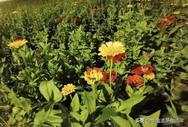 夏日，一次说走就走的旅行之（一）——游龙回头