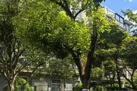 增光又美观！小区树木如何修剪？指南来了图片