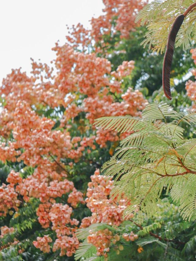 厦大，粉了🌸！粉了😍！