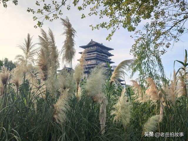 又是一年芦花开