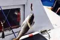 海钓禁止？青岛部分海域的渔民心声图片