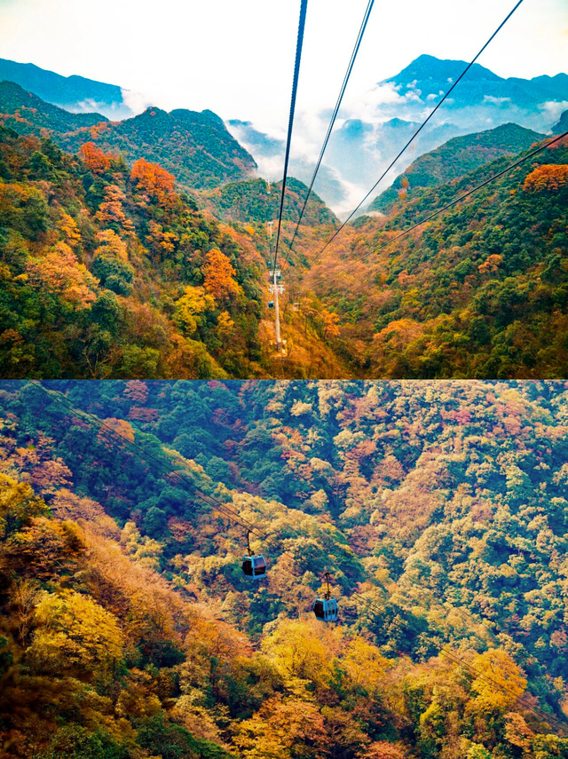 金佛山秋色的含金量，被低估了！🍂