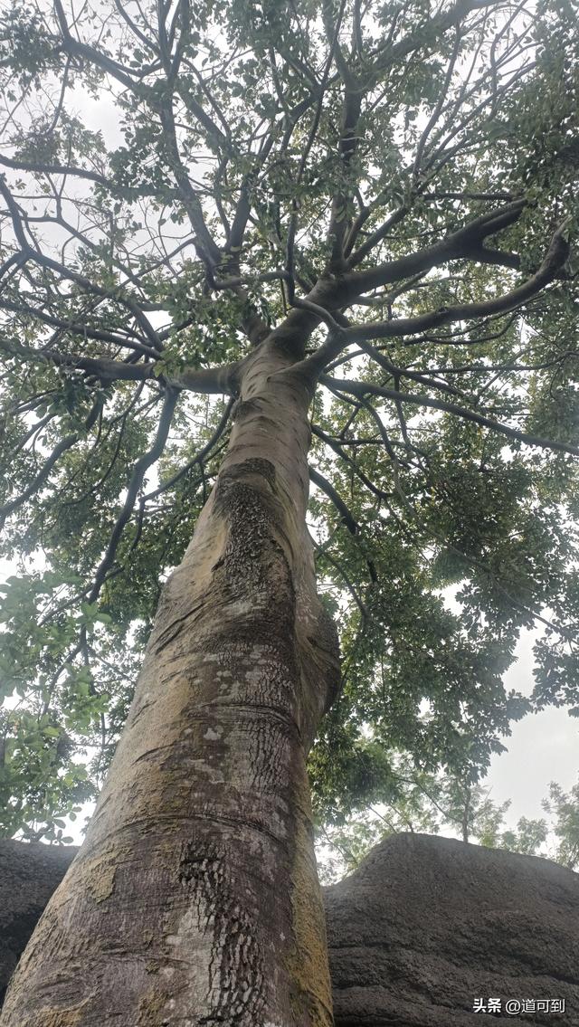 哭死！时隔30年再游湖光岩，竟被自己蠢哭在玛珥湖边！