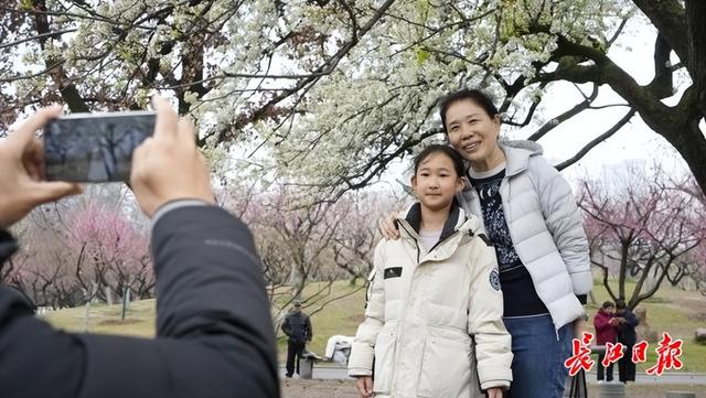 市民争相“合影”！这株15米高的梨花树，雨后更显娇艳