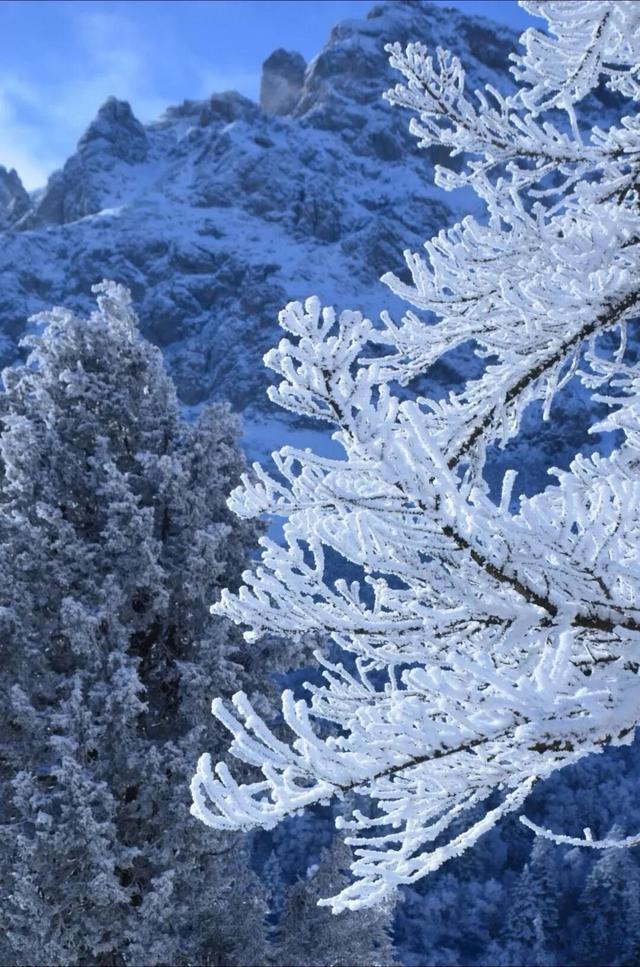 别等春天！陇南的冬日密语里，藏着限定版春日烂漫