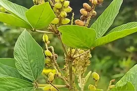 人称“腰椎草”，在山上就有，根部价值高，腰椎不好的人都在挖图片