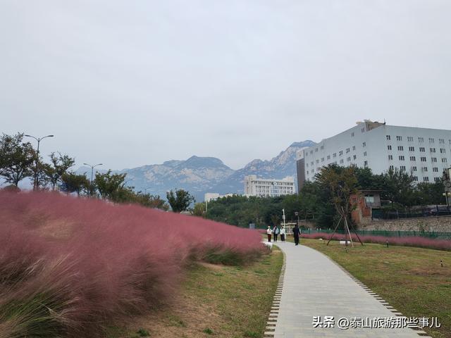 泰安：泰山下一个街角公园火了，有百米粉黛花海，错过要再等一年