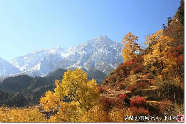 金胡杨卧戈壁，风摇碎满树秋阳